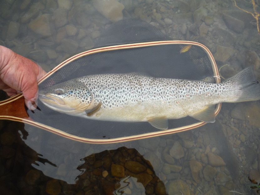 European brown trout